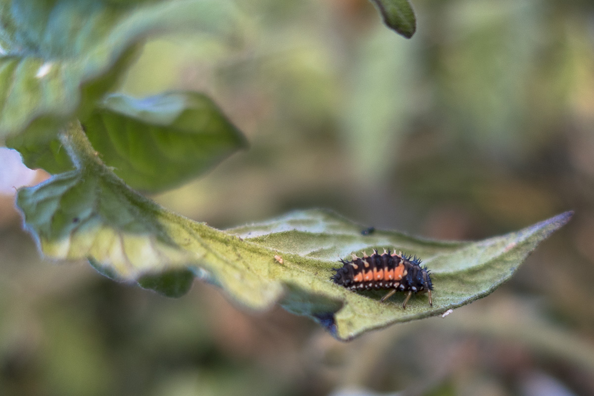 A ladybug larvae naps on a tomato leaf